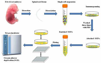 Time-Course Changes and Role of Autophagy in Primary Spinal Motor Neurons Subjected to Oxygen-Glucose Deprivation: Insights Into Autophagy Changes in a Cellular Model of Spinal Cord Ischemia